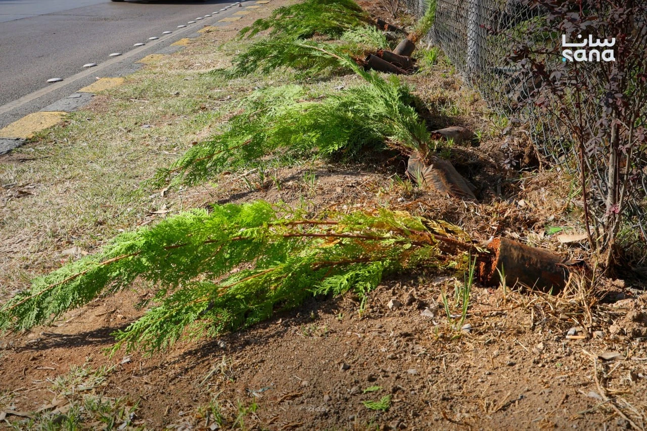 وزارة الزراعة تطلق «غرسة وطن» على طريق مطار دمشق الدولي