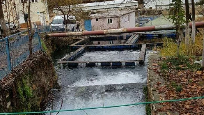 مبادرة لنقل سمك السلمون من تركيا إلى نهر الفرات بسوريا