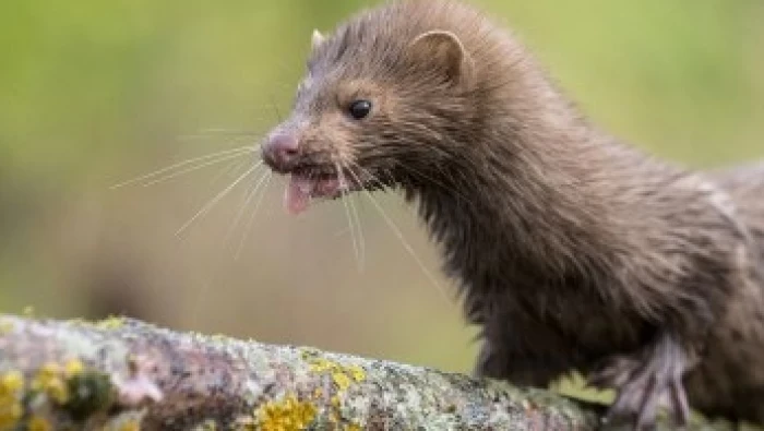 هولندا تسجل عدوى جديدة بكورنا مصدرها حيوان "المينك"