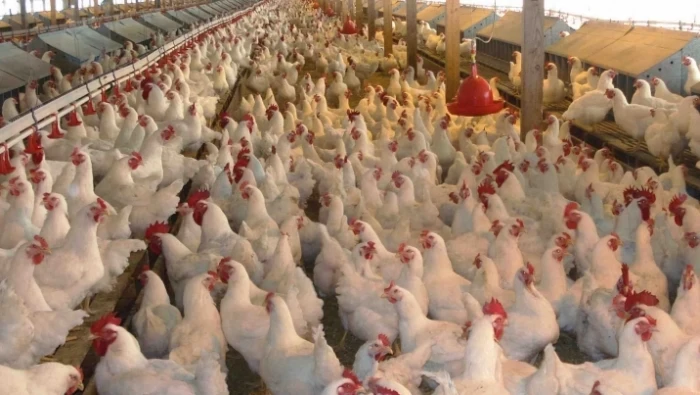 ما هو سبب ارتفاع اسعار الفروج في سوريا؟