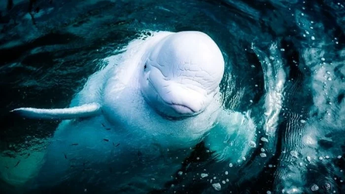 تسجيل لحظة ولادة حوت بيلوغا أبيض في أكواريوم جورجيا في أتلانتا...فيديو