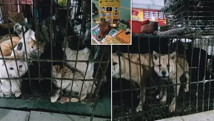 بعد انتصارها على كورونا.. الصين تستأنف بيع الكلاب والخفافيش للأكل