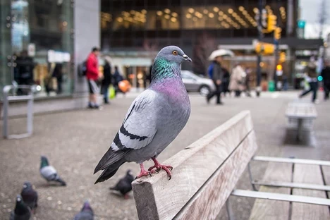 القـ.ـبض على حمامة بتهمة التـ.ـهريب