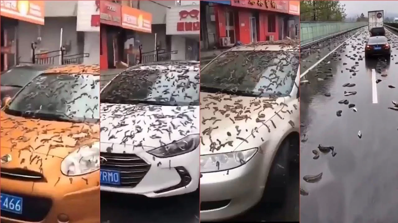 سماء الصين تمطر ديـدان!