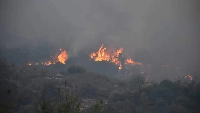 سوريا..حرائق الغاب و اللاذقية تقضي على نحو 8 آلاف دونم من الأشجار