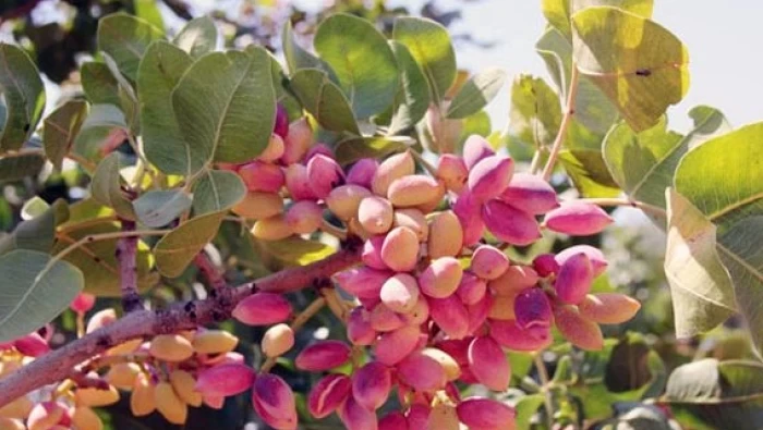 نحو 100 ألف طن إنتاج الفستق الحلبي في سوريا