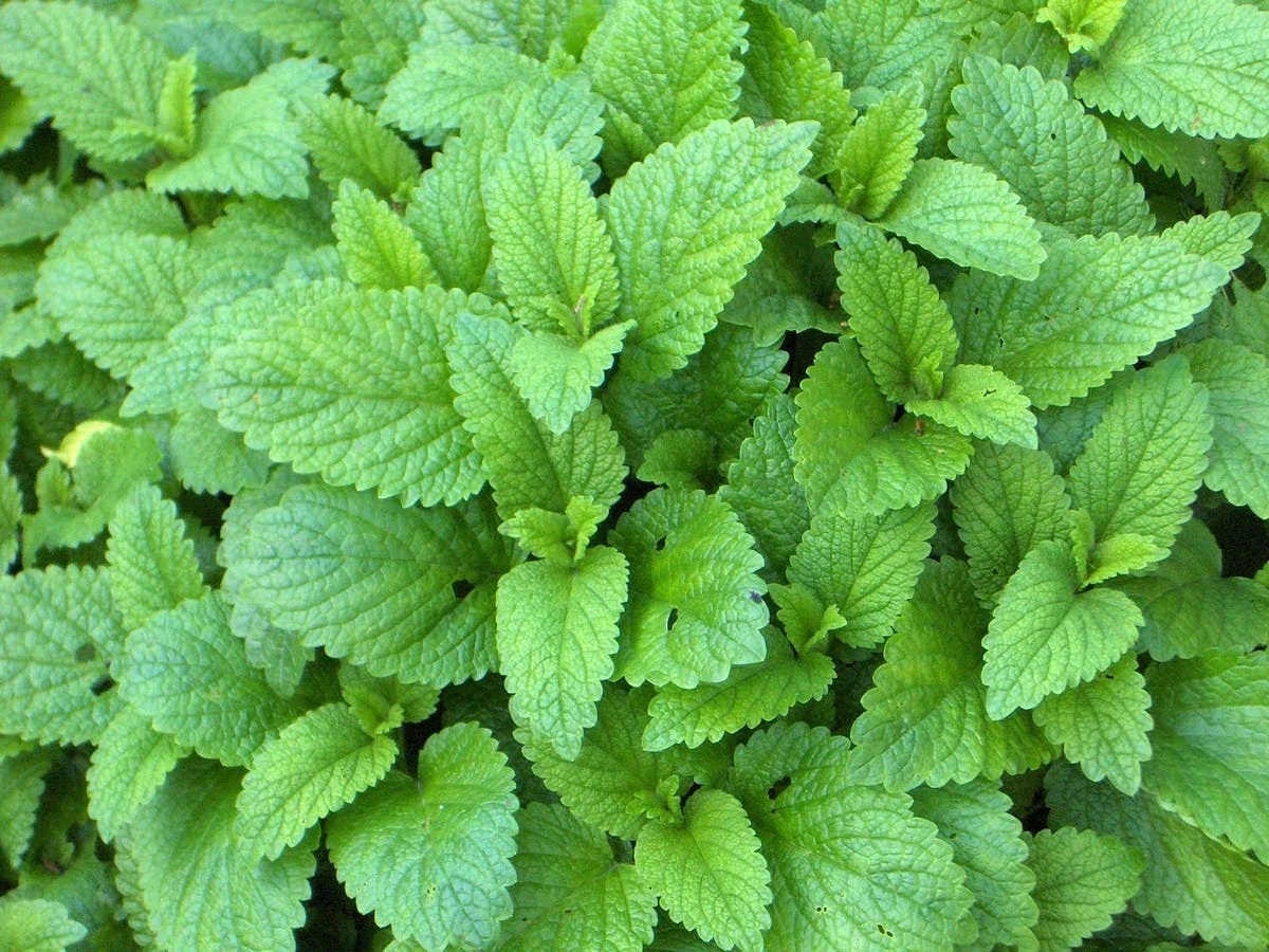 عشبة المليسة (بلسم الليمون): مهدّئ طبيعي يدعم الراحة النفسية والنوم الهادئ