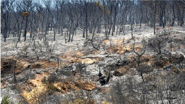 كـ.ـشف تفـاصـ.ـيل الأضـر.ار والمسـاعـدات جـ.ـراء حـر.ائـق الغـ.ـابات في سوريا