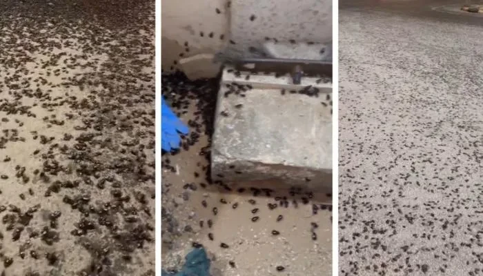 ‏آلاف الخنافس تجتاح مناطق في ‎السعودية.. فما السبب؟