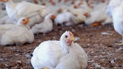 رقابة مشددة على قطاع الدواجن في حمص عقب تداول شائعات صحية