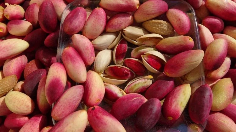 تراجع إنتاج الفستق الحلبي في سوريا إلى أقل من النصف موسم 2025