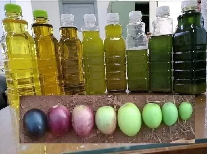 أنواع زيت الزيتون وطرق استخراجه