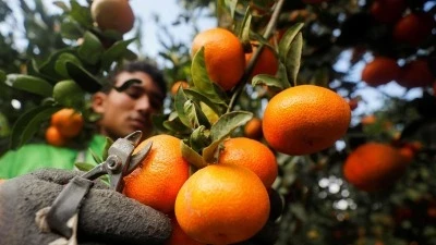 انـخـفاض مـليون طـن في إنتاج الحمضيات في سوريا