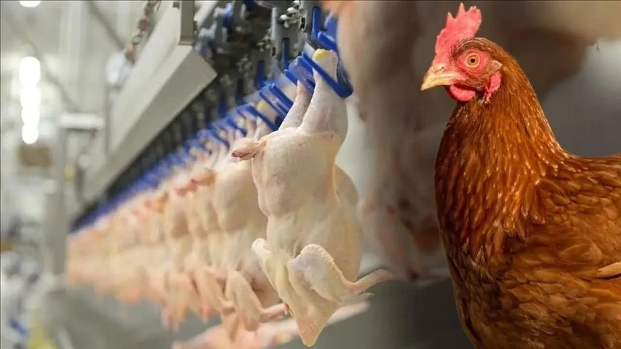 تركيا تعلّق تصدير الدجاج قبيل رمضان للحد من ارتفاع الأسعار