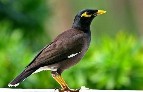 أخطـر أنواع الطيور تصل سوريا وخبير ينصح بقـ.ـتله