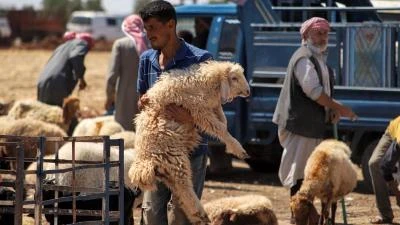 تحليل أسباب الارتفاع الكبير في أسعار لحم الخروف في سوريا