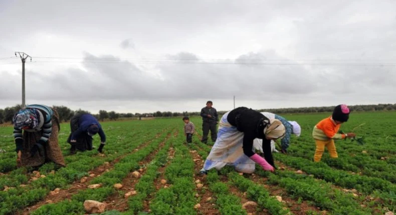 الاتحاد الأوروبي: الزراعة أولوية لتعزيز الاستدامة في سوريا