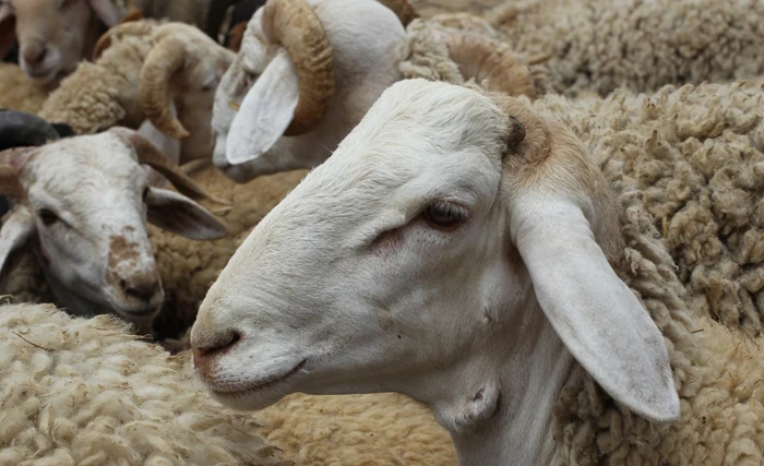 ارتفاع أسعار الأضـاحي في دمشق بنسبة 80% مقارنة بالعام الماضي