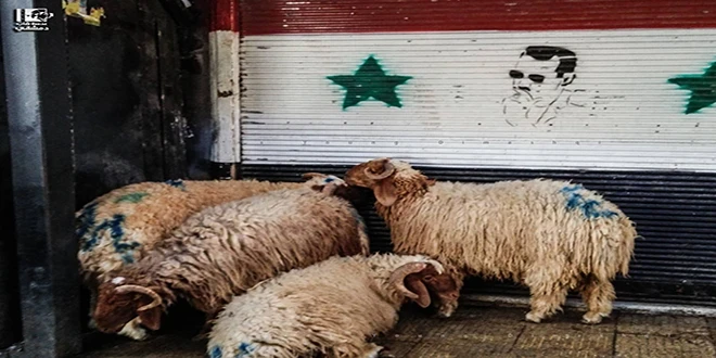 وصول أغنام سورية إلى العراق: توقعات بارتفاع أسعار اللحوم بنسبة 10% خلال شهر رمضان