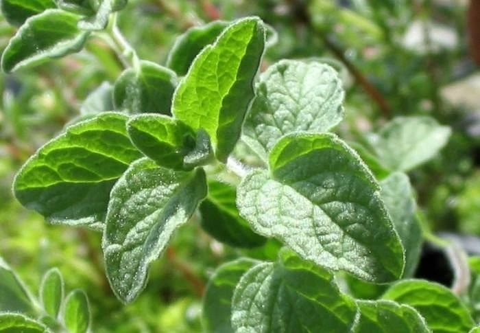 سوريا تصـدّر النباتات العطرية وتـسـتوردها مُصـنّعة