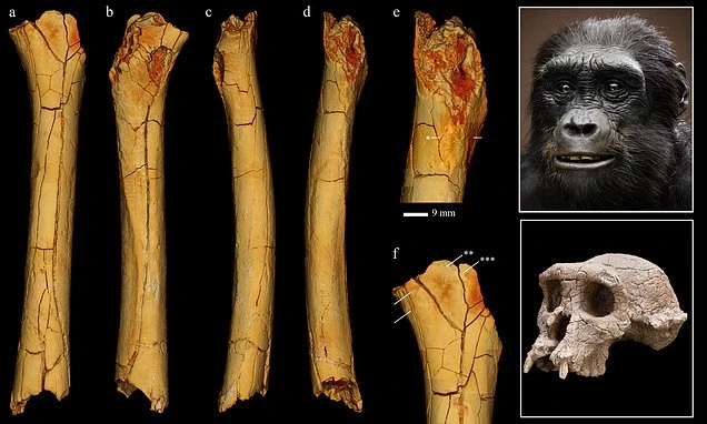 اكتشاف حفرية قرد عمرها 8.7 مليون سنة في تركيا: تحدي جديد لنظريات أصول الإنسان