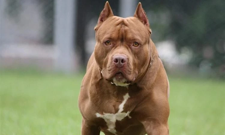 مشروع قانون جديد حول امتلاك الكلاب