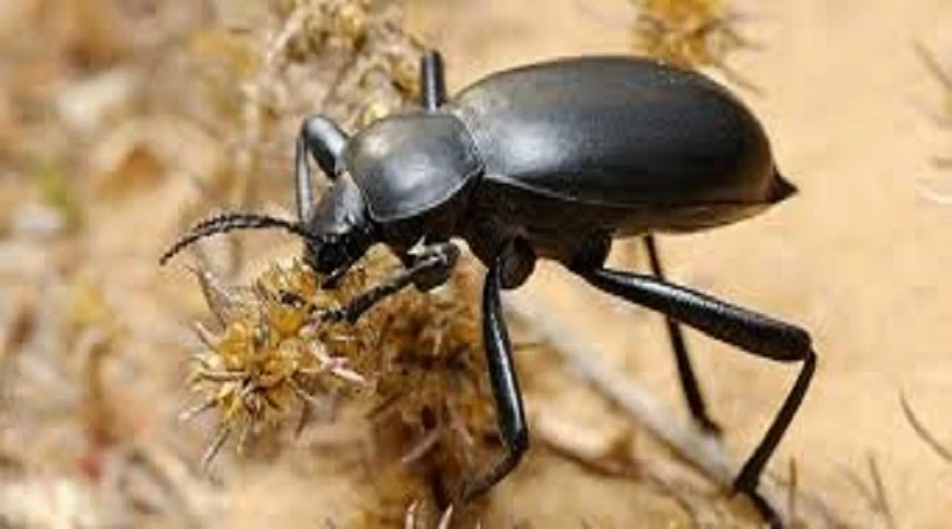 تزايد انـتشـار الخنافس السوداء: تـحـذيـرات زراعية من تهـديـد حقيقي لوجودها في موطنها الأصلي