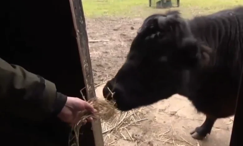 هولندا تطـرد لاجئا لقـيامه بفعل مـشـين