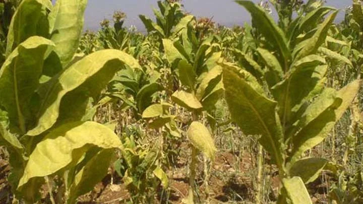 إعادة النظر بأسعار السماد والبذار واستبدال زراعة التبغ