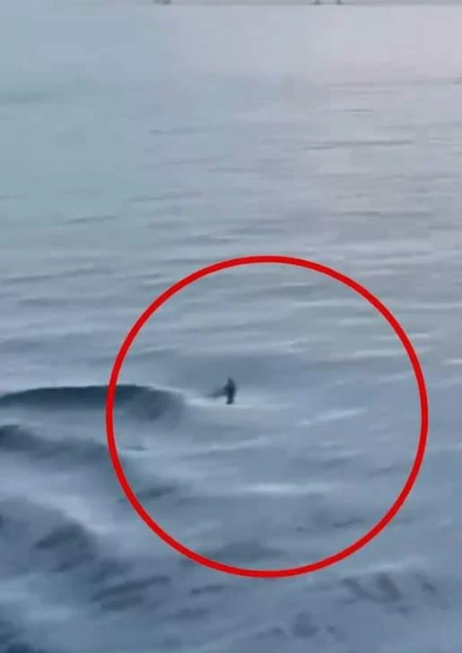 ظهور سمكة قـرش عـدوانيـة تـثير الهـلع في مصر (صور)