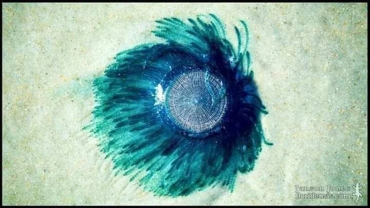 ظهـور  كـائن الزر الأزرق في شواطئ طرطوس بعد غياب دام نحو 4 سنوات