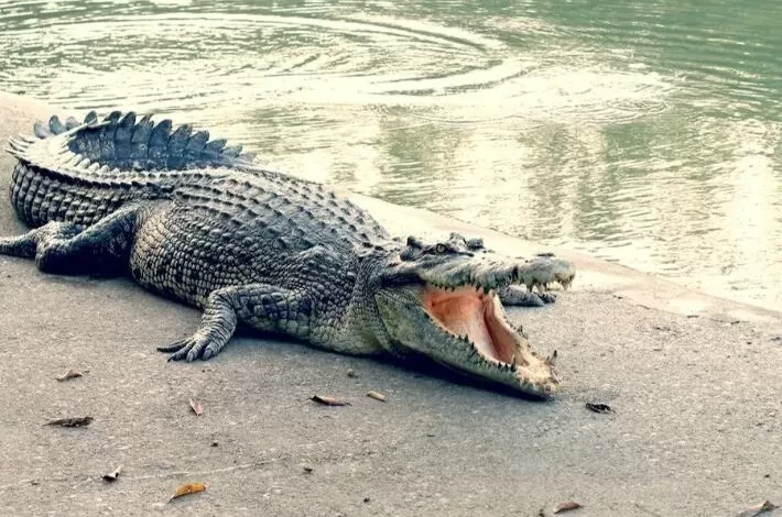 بالفيديو.. تمساح يعيد طفل مفقود غارق فشلت عائلته في العثور عليه