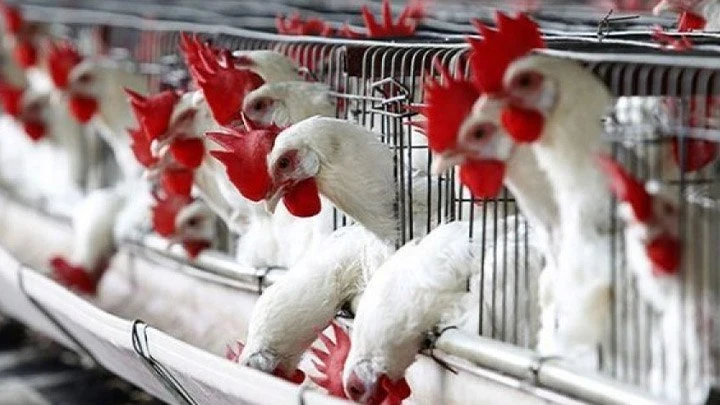 ارتفاع أسعار الفروج في سوريا رغم تراجع الطلب وتوقعات بانخفاضها قريباً