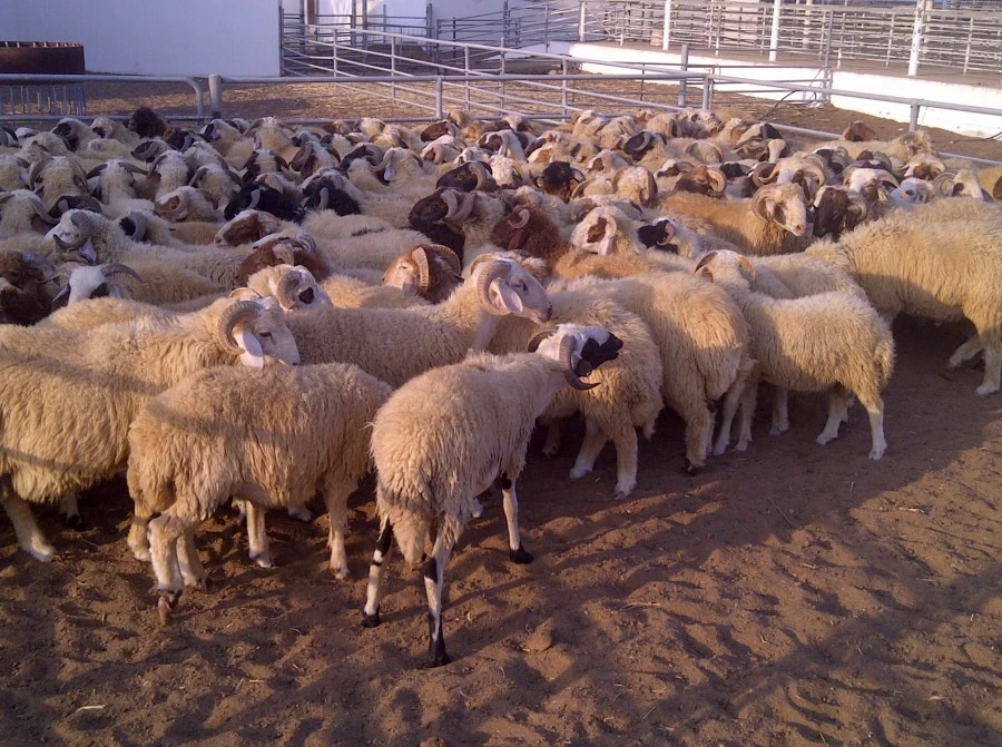 تصدير 6000 رأس من غنم العواس من مرفأ طرطوس إلى السعودية لتعزيز الاقتصاد المحلي