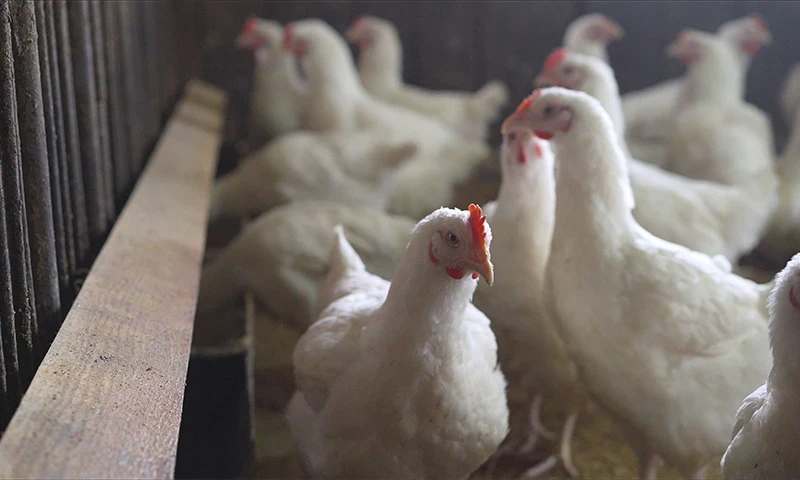 قطاع الدواجن في سوريا بين خطط هيكلية جديدة وتحذيرات من أزمة محتملة قبل رمضان