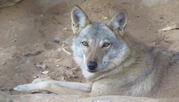 خبير حياة برية يؤكد الحيوانات البرية لا تقترب من البشر
