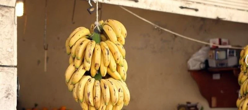 توافر الموز على مدار العام وتحسن حركة التصدير إلى دول الخليج