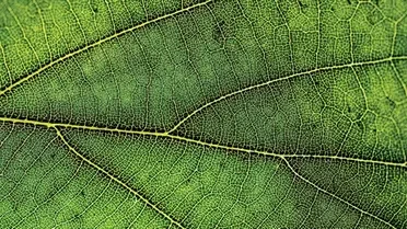 علماء يكتـشفون بعض النباتات تصـرخ عند قطعها