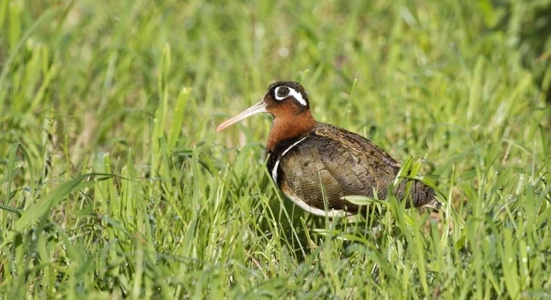 توثـيق نوعين جـديدين من الطيور في سوريا: الشنقب الملون الكبير ونورس أدونيس