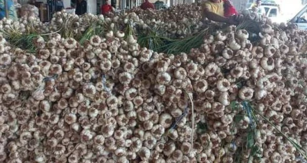 تحـديات وفـرص موسم ثوم المونة: دعوة من خبير اقتصادي لإنشاء معامل تجفيف