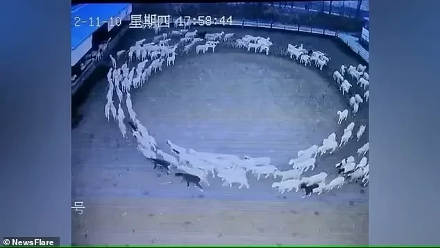 شاهد.. ظاهرة غامضة تحير العلماء.. أغنام تسير بحلقة دائرية لـ12 يوماً